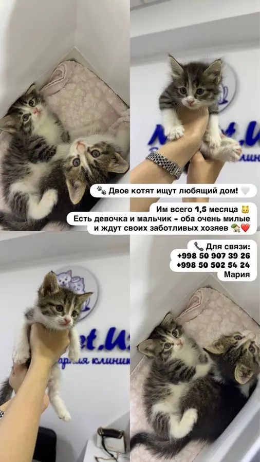 Котята в добрые руки