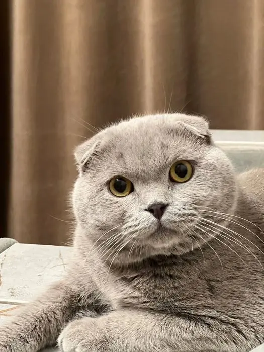 Выставляется котик на вязку