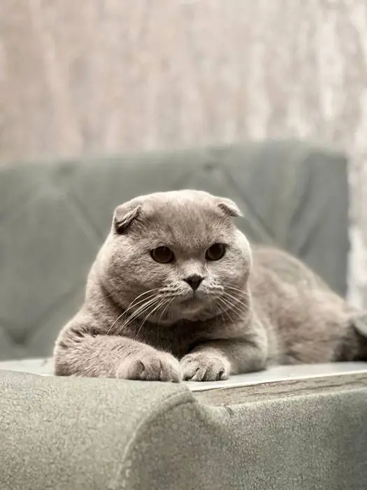 Выставляется котик на вязку