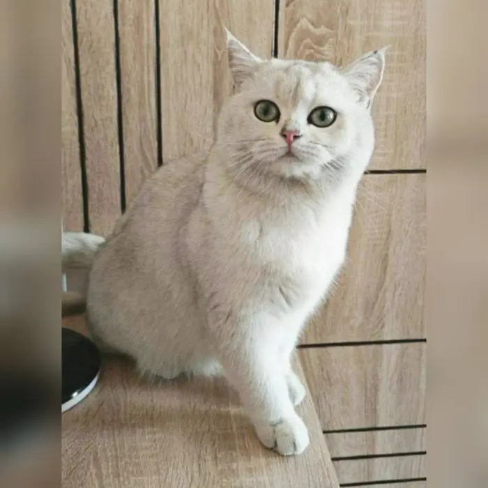 (Вязка) Vyazka xizmati arzon narxda zotdor, toza (Чистокровные коты)
