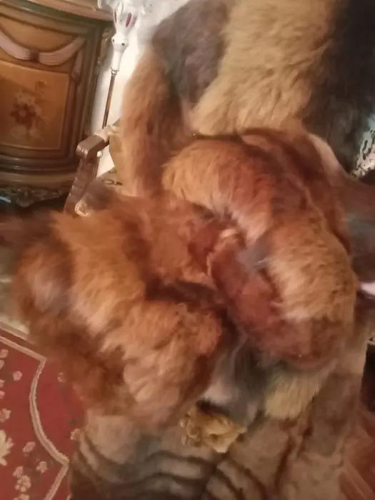 Продам натуральную шубу