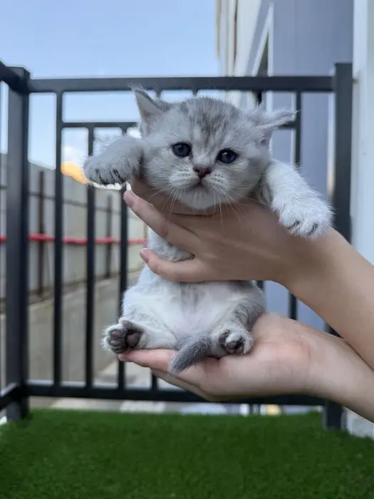 Scottish straight chinchilla original