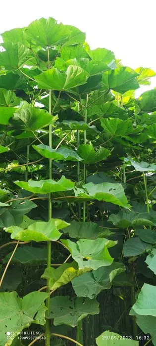 Pavloniya  pavloniya nihollari koʻchatlari