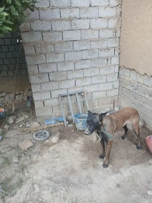 Apcharka it sotiladi