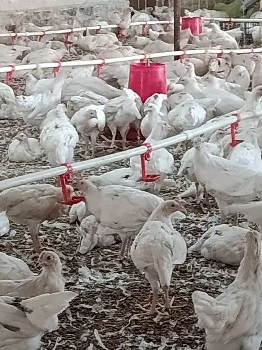 To'rt oylik makyon loman sendi nesushka jo'jalar sotiladi,dostavka bor