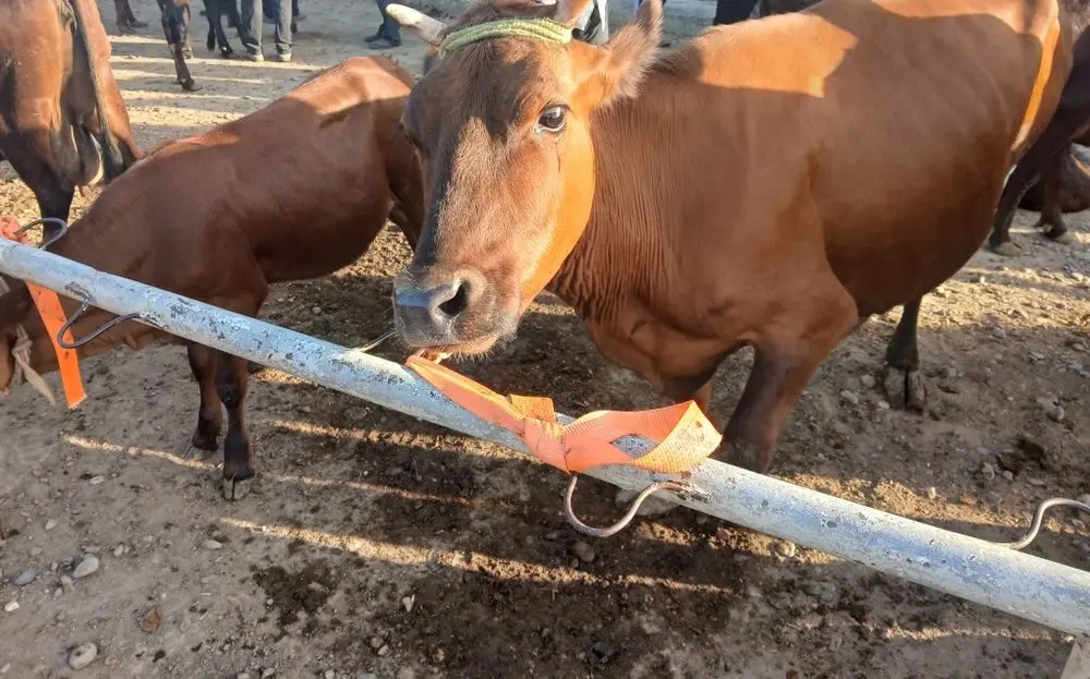 Ona bola sog'in sigir
