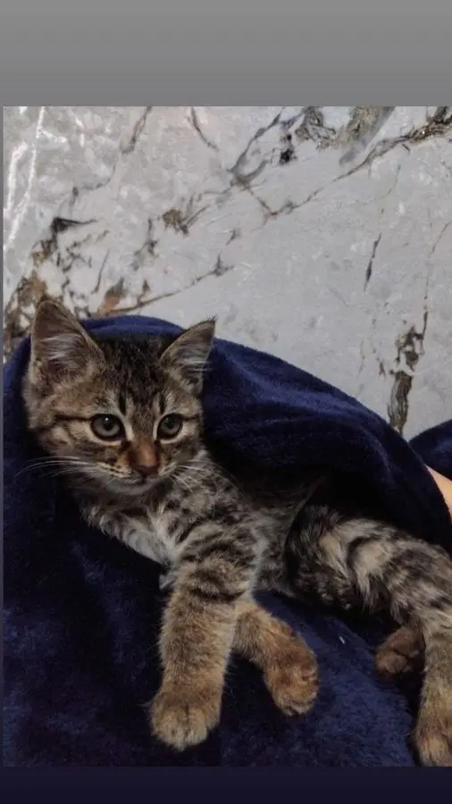 Mehribon qullarga hadiyaga beriladi