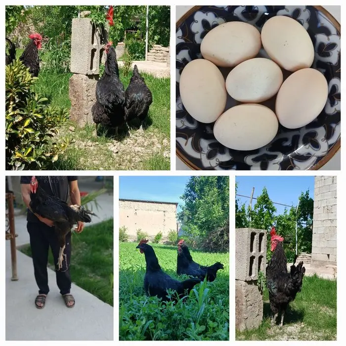 Gigant qora shaxzoda, uhoyelul, adler serebro (rossiya liniya)