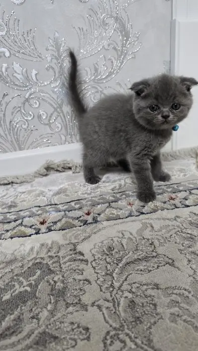 Продаются котята Скоттиш (страйт/фолд)