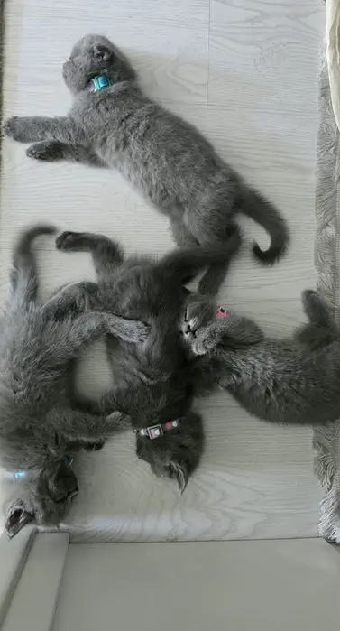 Продаются котята Скоттиш (страйт/фолд)