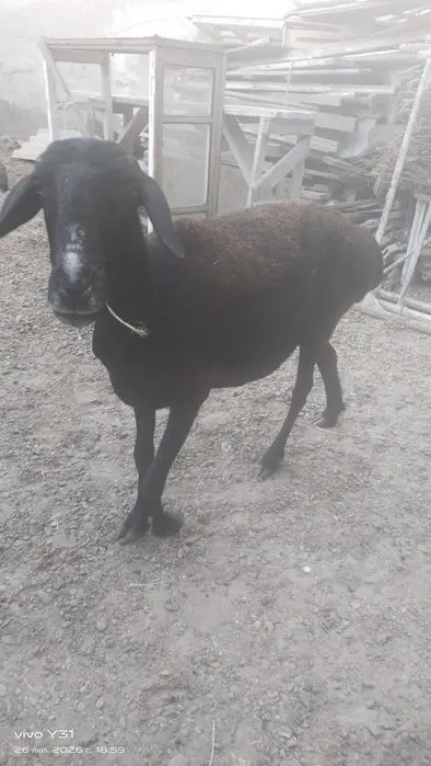 Ona bola qoʻylar bolasi qoʻchqorcha