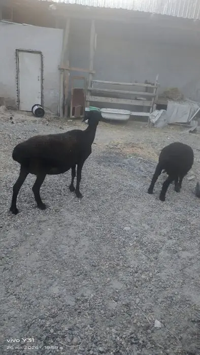 Ona bola qoʻylar bolasi qoʻchqorcha