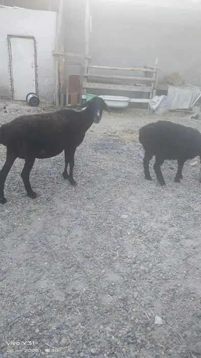 Ona bola qoʻylar bolasi qoʻchqorcha