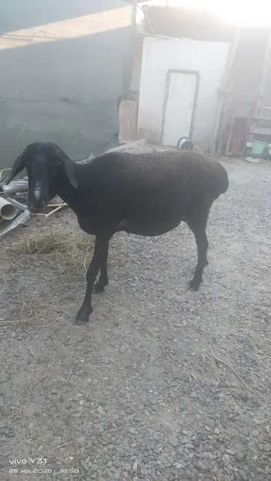 Ona bola qoʻylar bolasi qoʻchqorcha