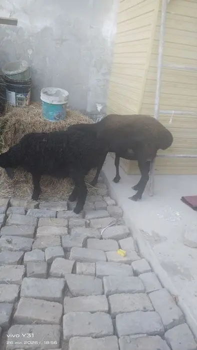 Ona bola qoʻylar bolasi qoʻchqorcha