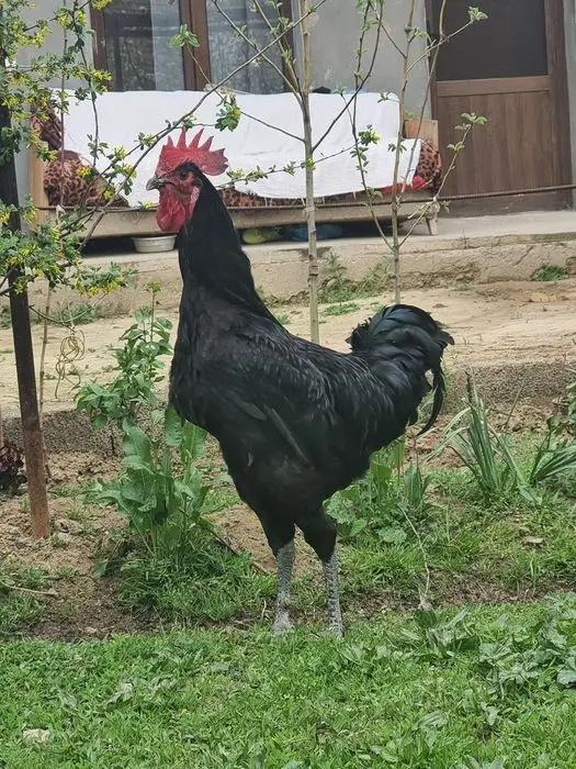 Gigant qora shaxzoda