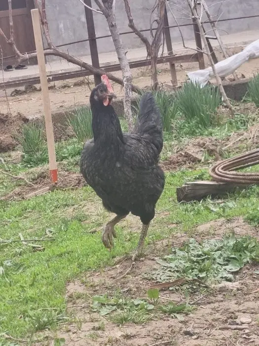 Gigant qora shaxzoda