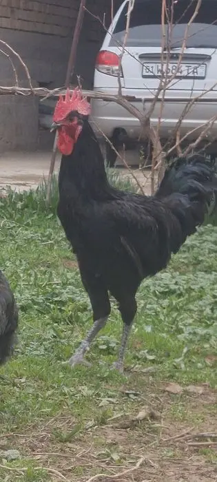 Gigant qora shaxzoda