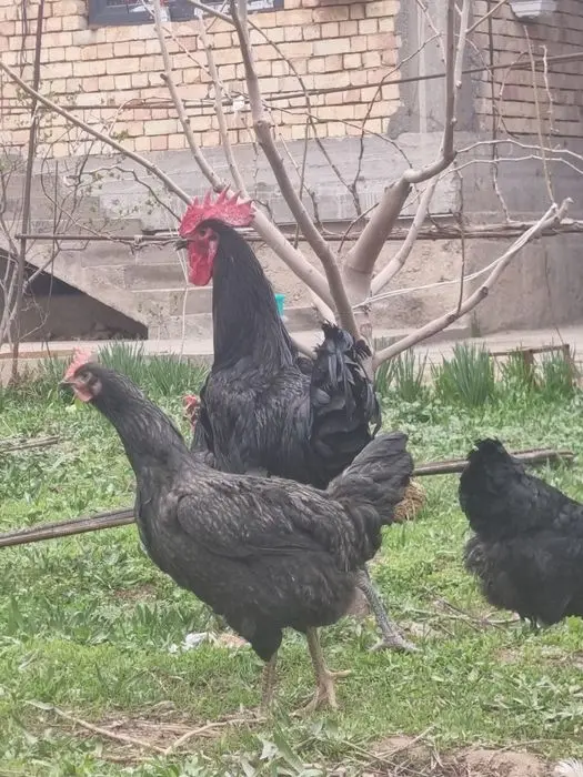 Gigant qora shaxzoda