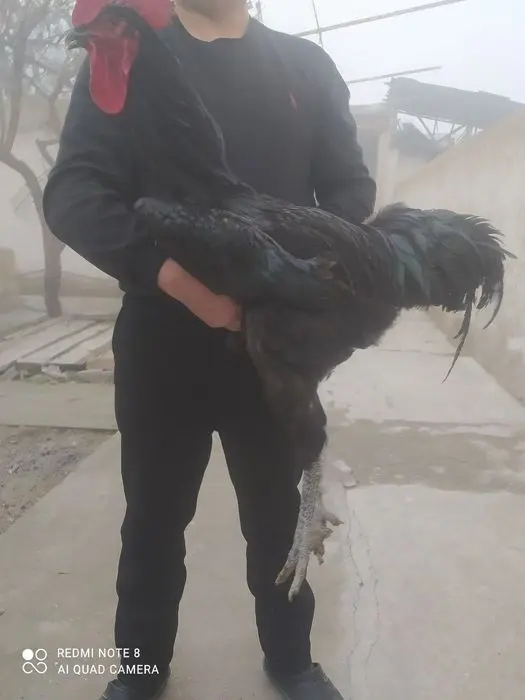 Gigant qora shaxzoda
