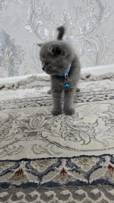 Котята Скоттиш (страйт/фолд)