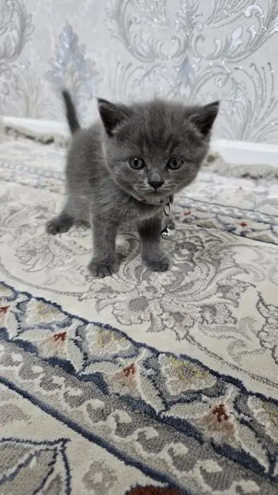 Котята Скоттиш (страйт/фолд)