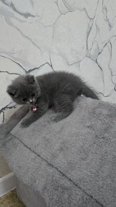 Котята Скоттиш (страйт/фолд)