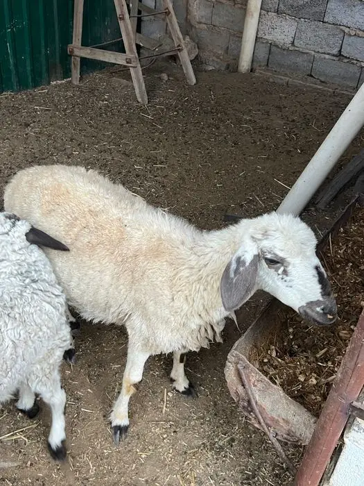 Ona-bola qoy alohida ham sotiladi