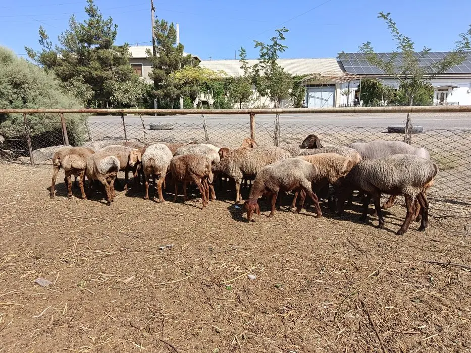 Киргиз Бишкек арашан куйлари