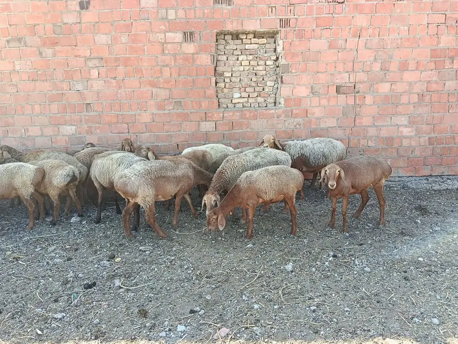 Киргиз Бишкек арашан куйлари